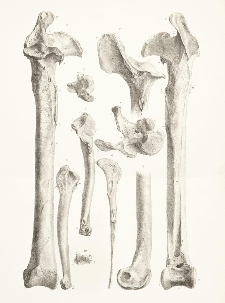 Insolite. Toumaï et le fémur invisible : comment un fossile de 7 millions d’années divise encore la science