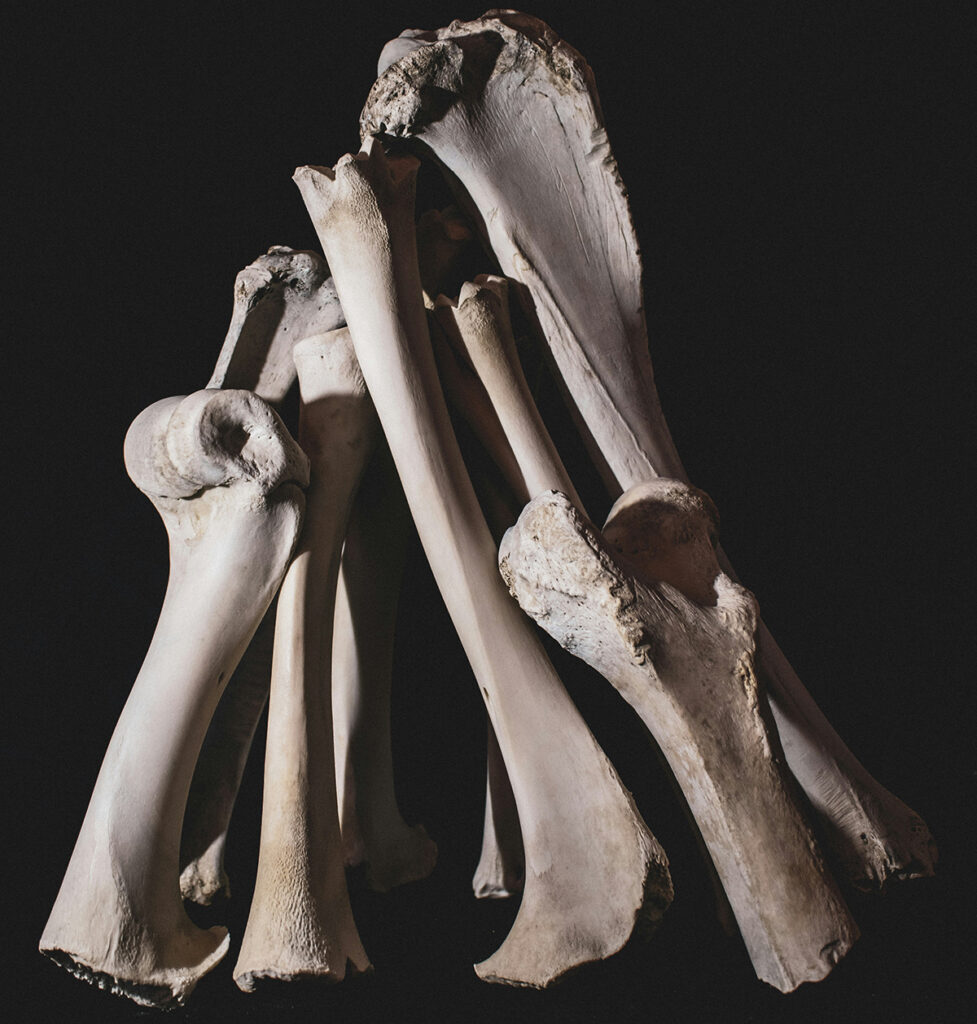 Insolite. Toumaï et le fémur invisible : comment un fossile de 7 millions d’années divise encore la science